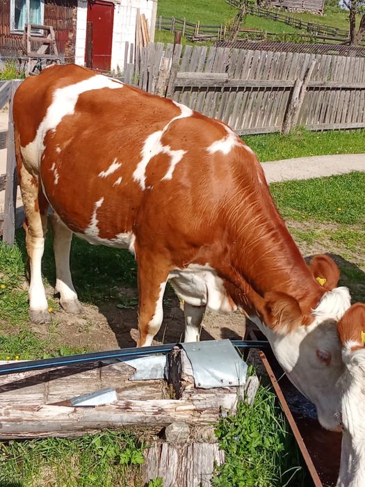 Vaca băltată de a doua fătare !