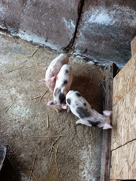 Отбити прасенца.