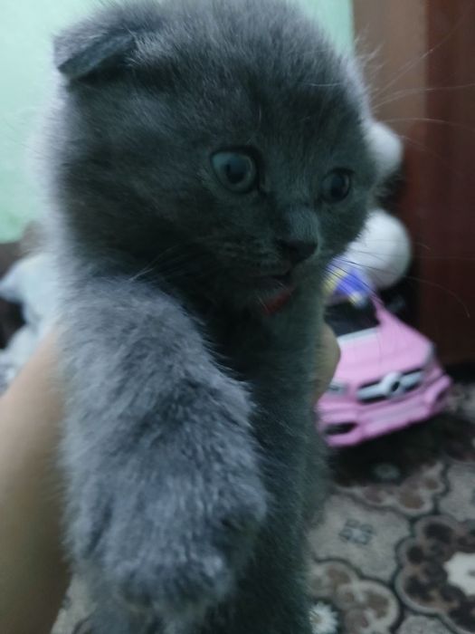 Котята скотиш фолд и скотиш страйт