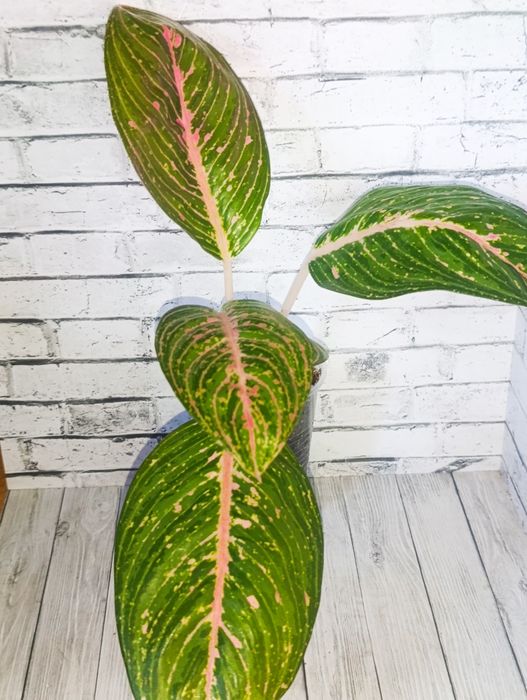 Продам цветы сортовые