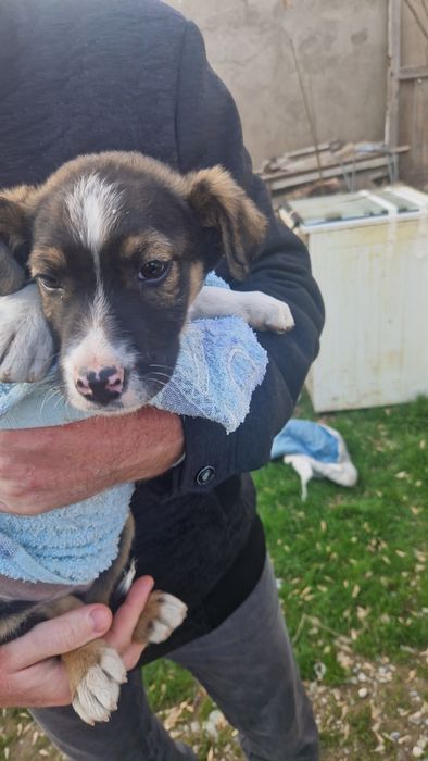 Щенок 2 месяца помесь с овчаркой