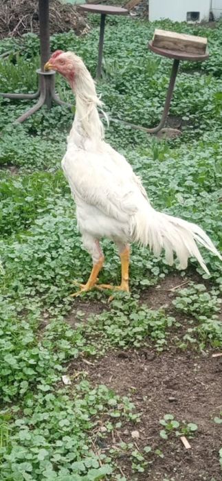 Продаю петухов даканов