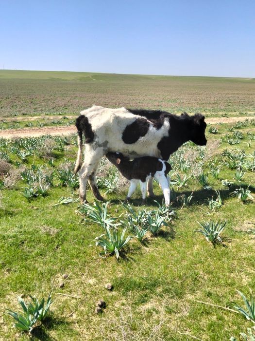 Бұқа лар бар сатылатын