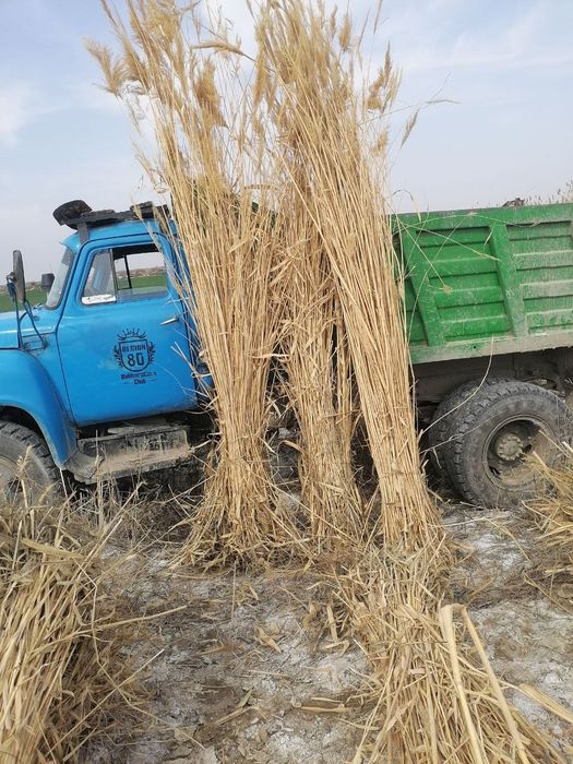 Qamishlar sotiladi narxi kelishiladi