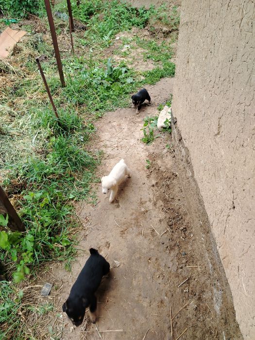 Щенки дарю кому надо