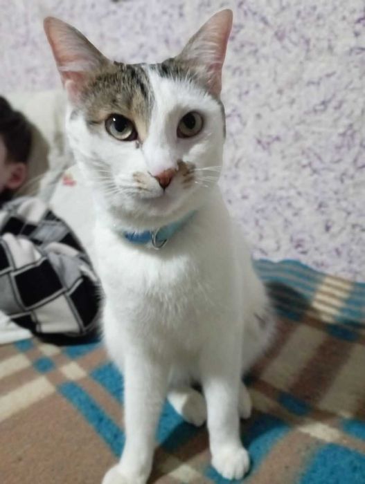 Отдам кошку в хорошие руки