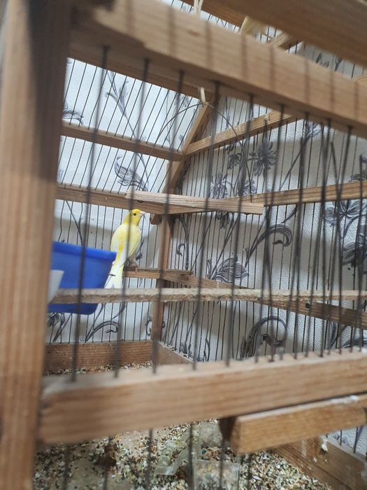 Канарейка сотилади