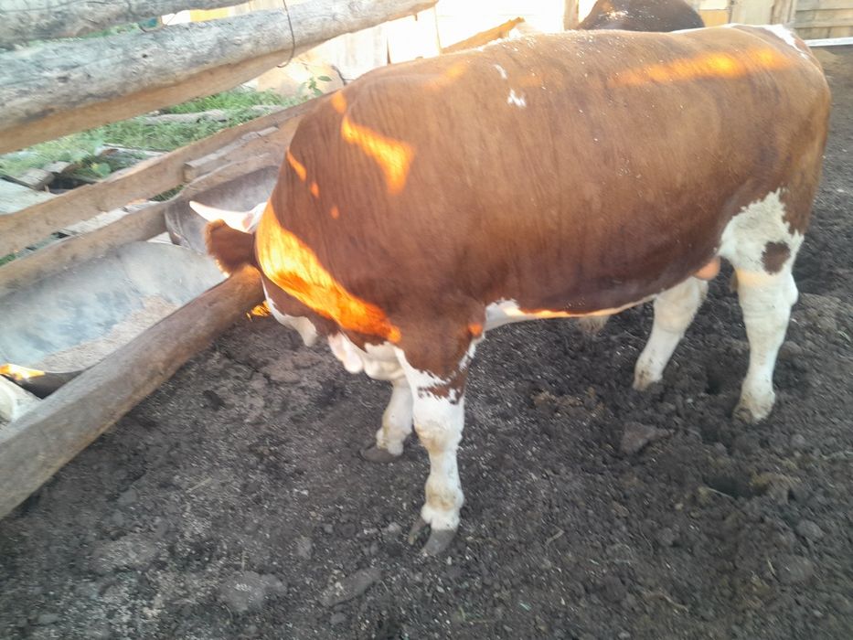 Продам бычков полторашки