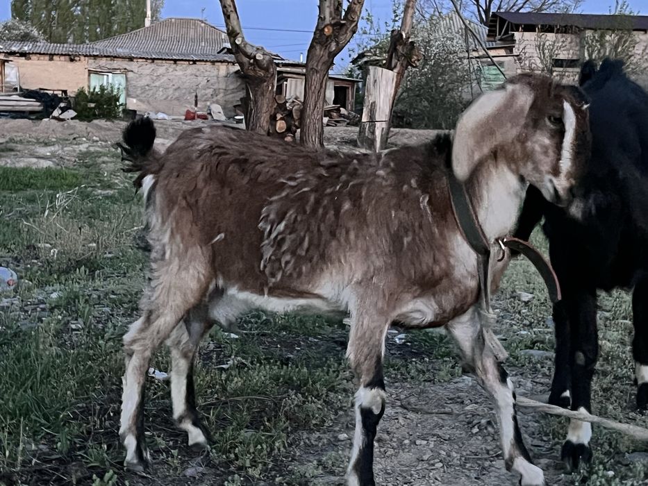 Нубийские козы …