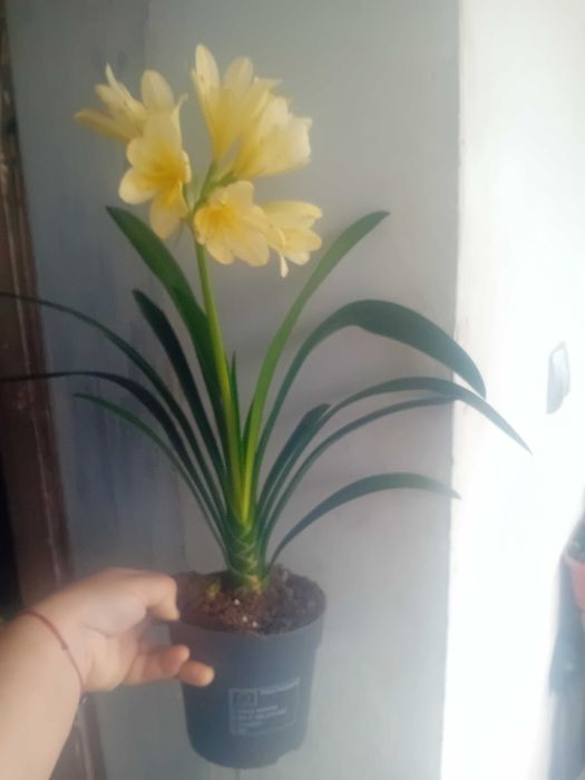 Жълта кливия 2 бр