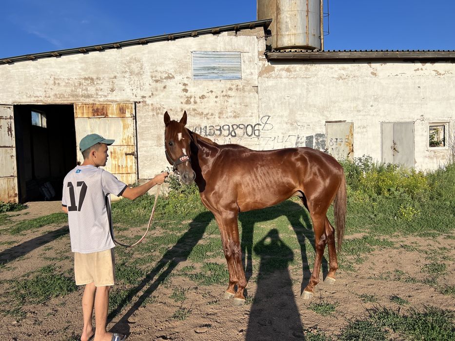 Чисто кровный лошать