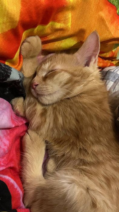 Пристраиваются котята. Домашние.