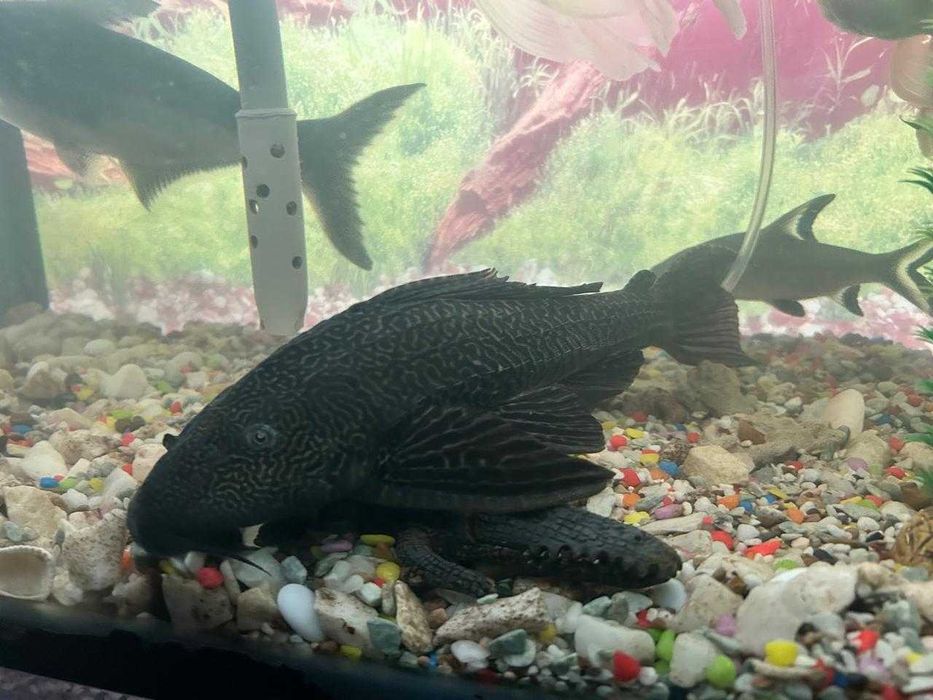 Аквариум 250 литр