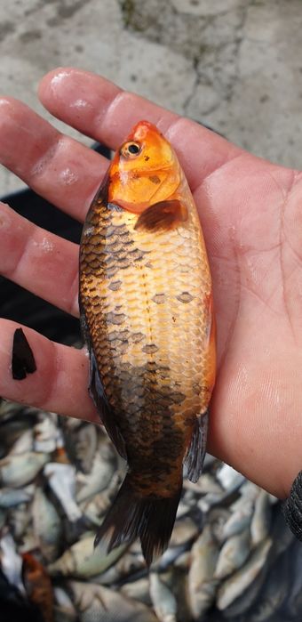 Crap , cteno , amur , fitofag , novac .