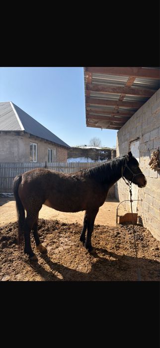 5 жасар Бие сатылады дені басы сау
