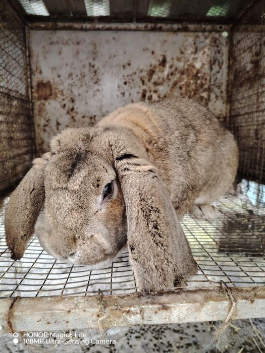 Продавам млади зайци