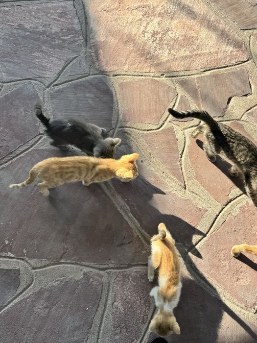 Кошки бесплатно