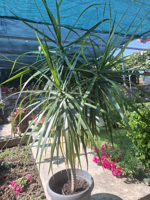 Драцена (Dracaena)