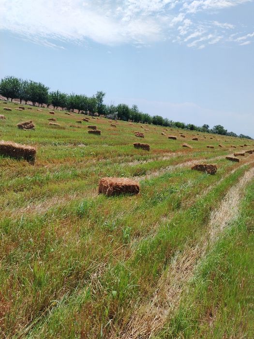 Somon pres, Beda pres, сомон пресс, беда пресс