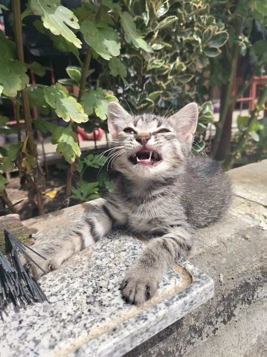 Spre adopție – 2 pisicuțe adorabile!