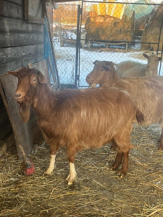 Vând capre gestante