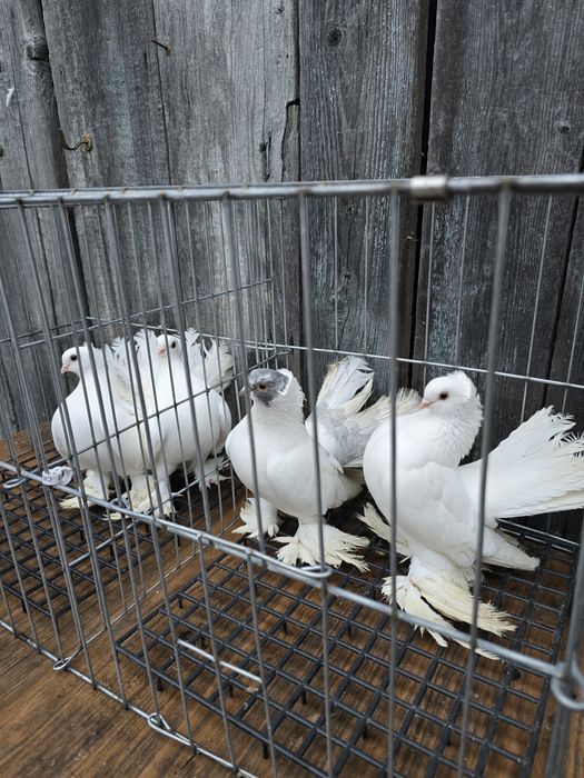 Porumbei rostow,siberieni,nordcaucazieni