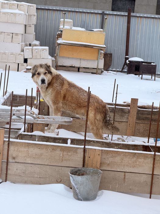 шенок тобет , шенки пародистые , күшік