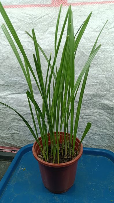 Цветы комнатные разные