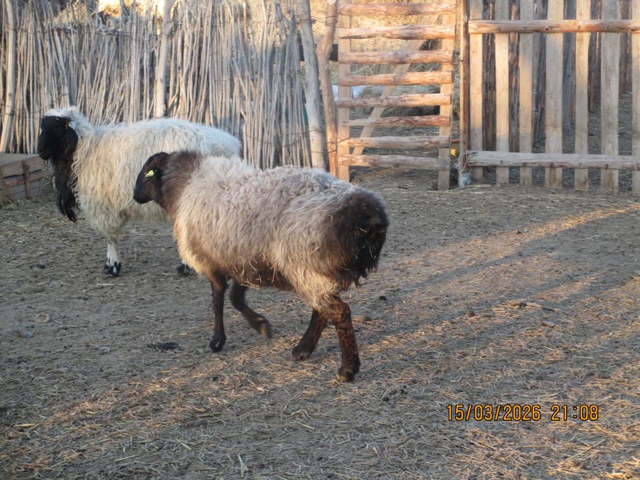 Семіз қой сатылады.