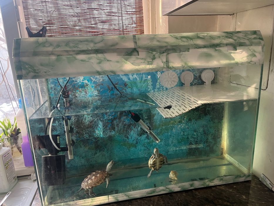 Черепахи китайские