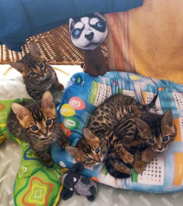 Бенгальские котята