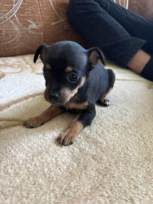 Продам щенят той терьерчиков мини