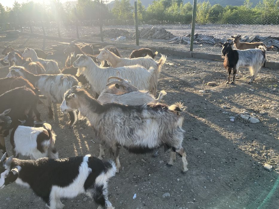 Vând 21 capre cu si fără lapte