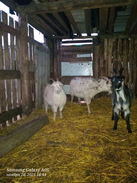 Продам коз и козла