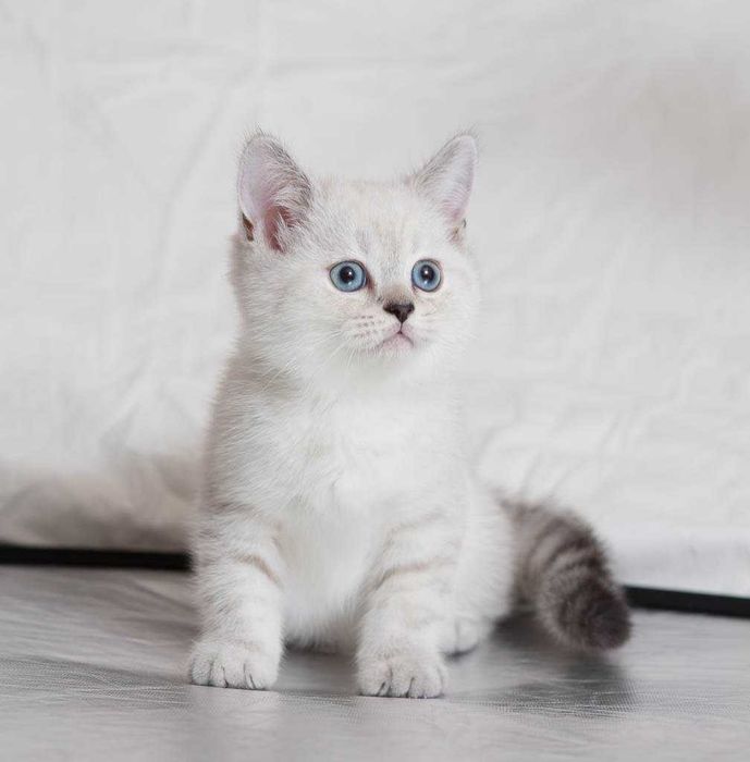 Пухляши британские. Шиншиллы..