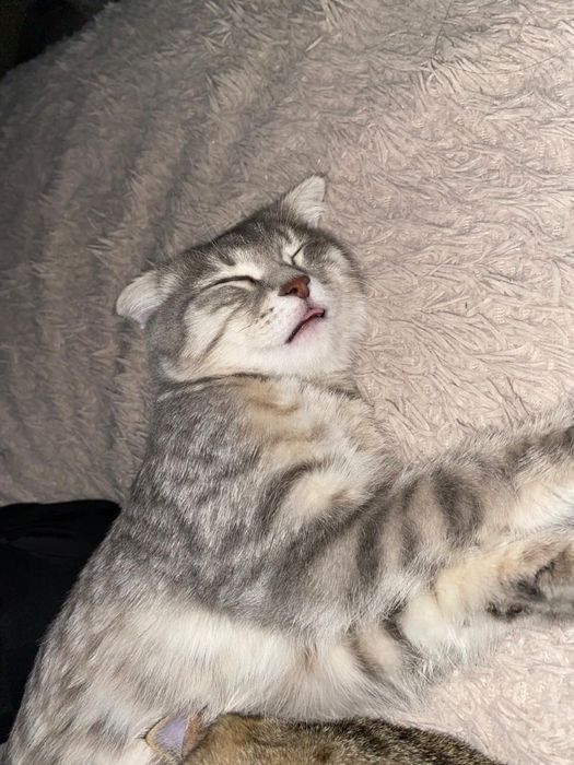 Отдам котов в добрые руки