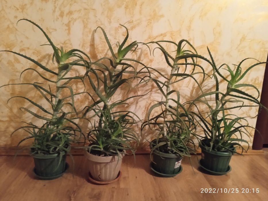 Продам Алоэ 6 лет