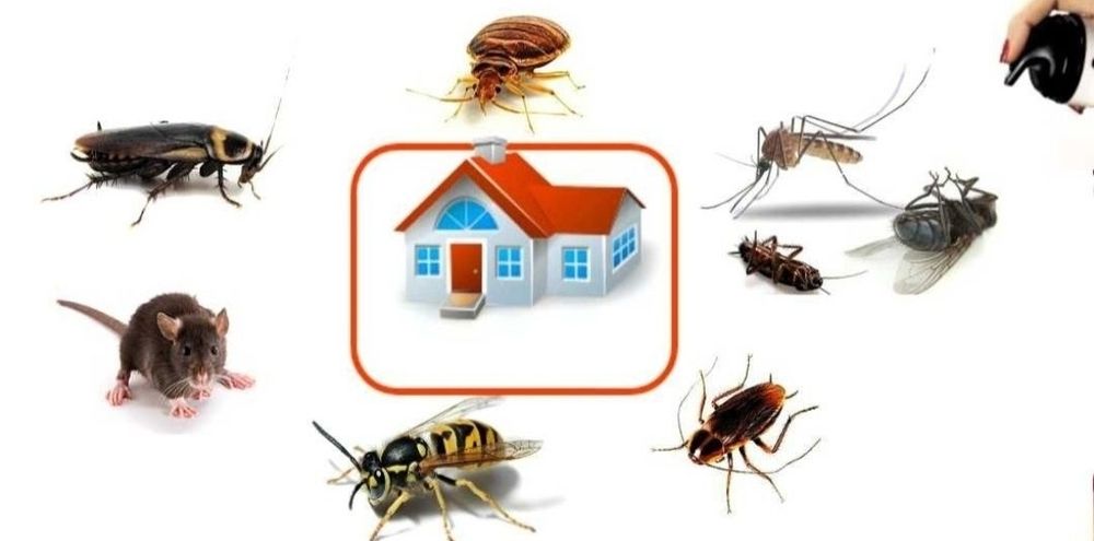 Дезинфекция от клопов