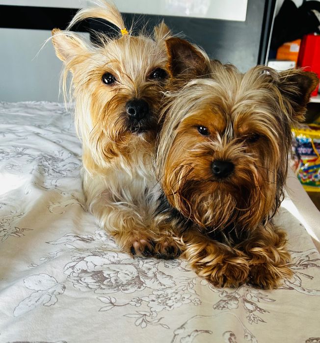 Бебета -йоркширски териер