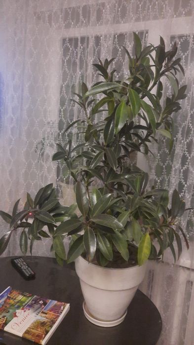 Прода домашние цветы