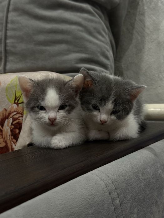 Отдам котят в добрые руки