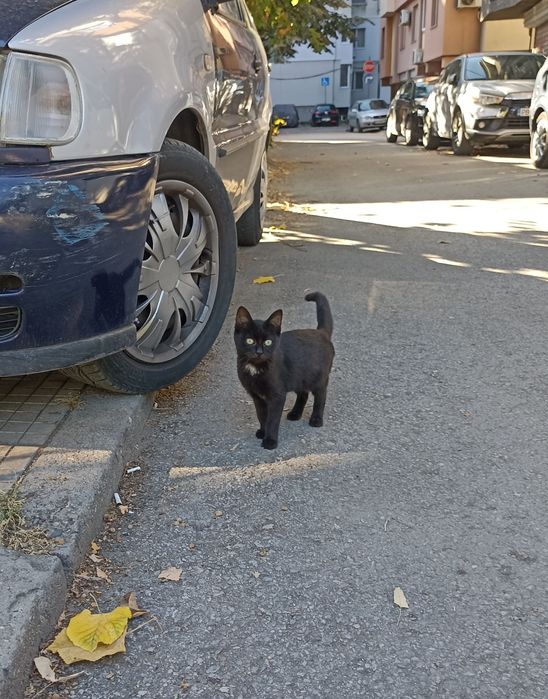 4-ри 5 месечни котенца търсят дом