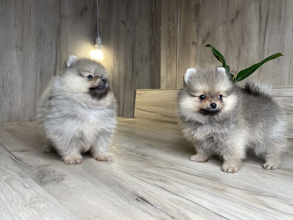 Мини шпицы Алматы мальчики