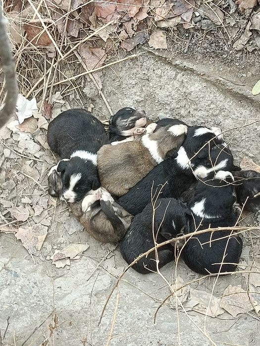 Kuchuk bolachalari tekinga