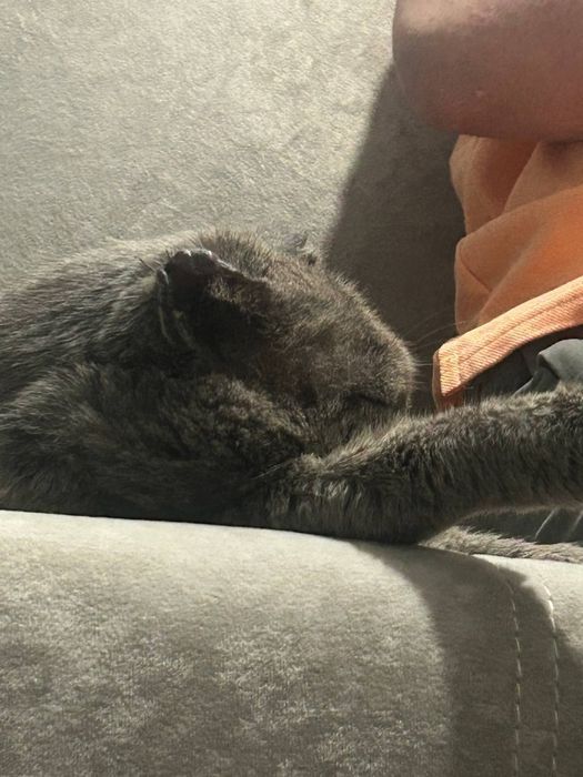 помогите найти кота