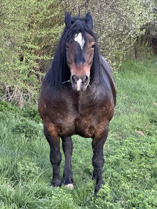 Iapa 6 ani gestanta foarte blanda si garantata de ham ‼️
