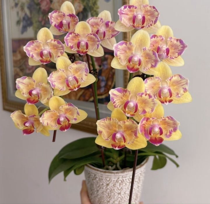 Орхидеи, Детки Орхидеи