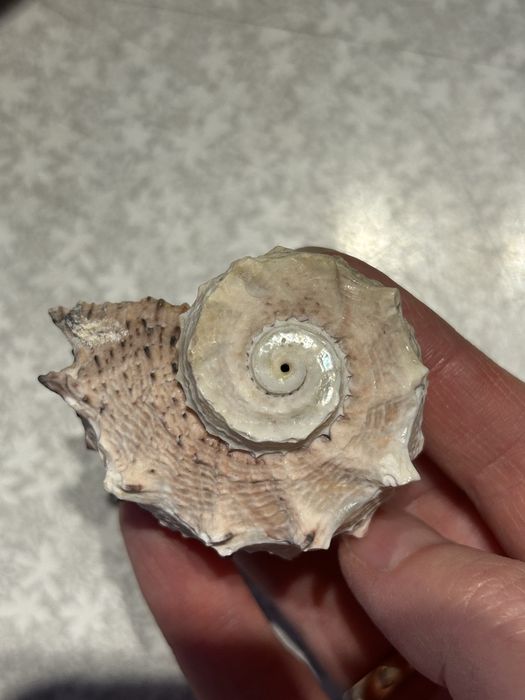 Ракушки разные морские