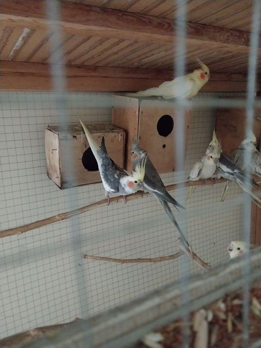 Qushlar tozza paraga sotiladi