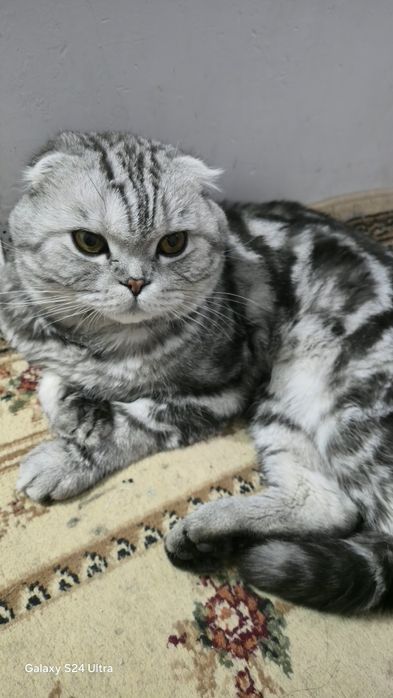 Продам шотландского вислоухого кота